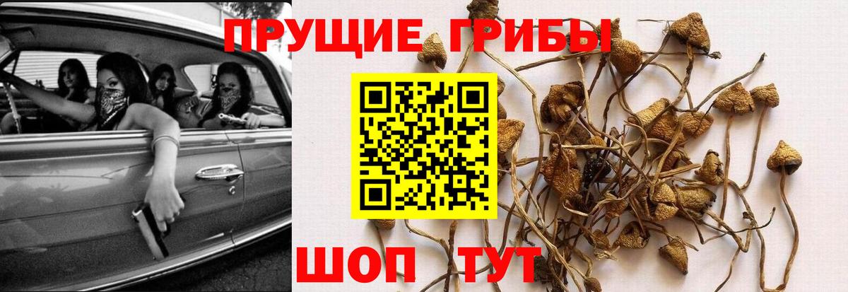 Подольск  Псилоцибиновые грибы Psilocybe  Вход с VPN 